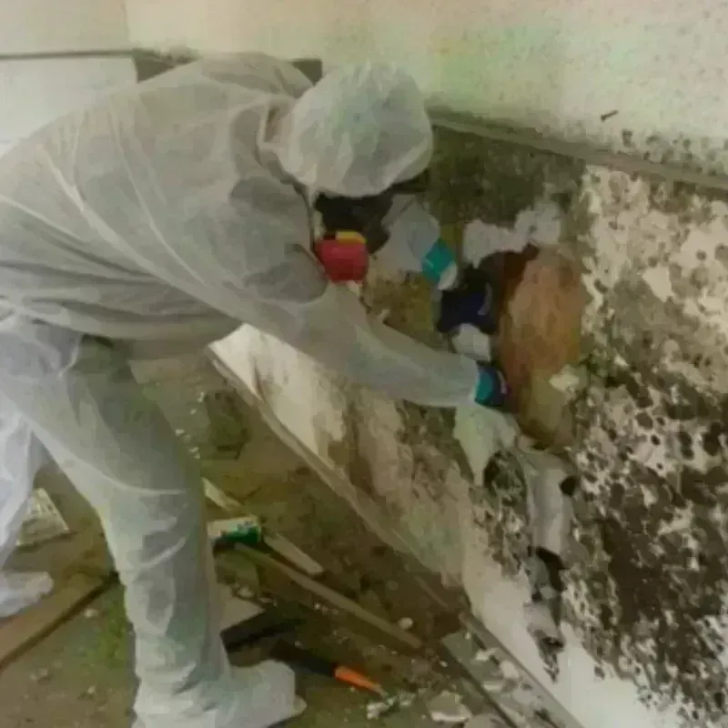 Mold Remediation and Removal in Midway, AR